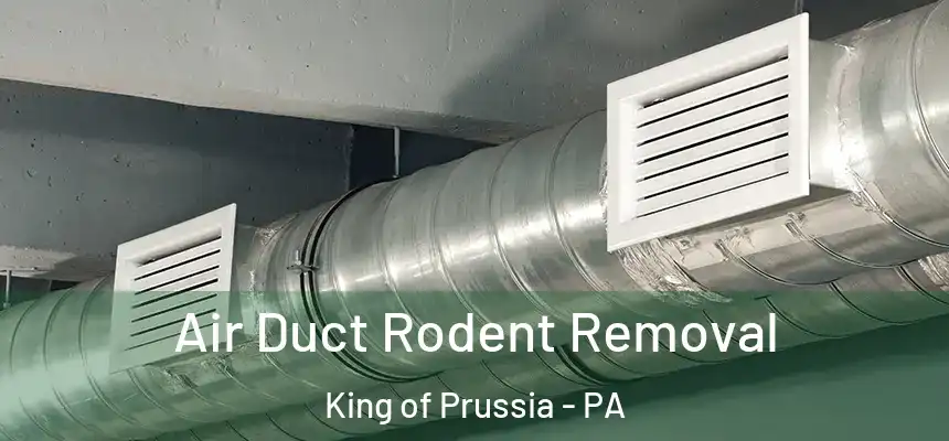  Air Duct Rodent Removal King of Prussia - PA